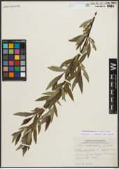 Foto von Salix planifolia Pursh